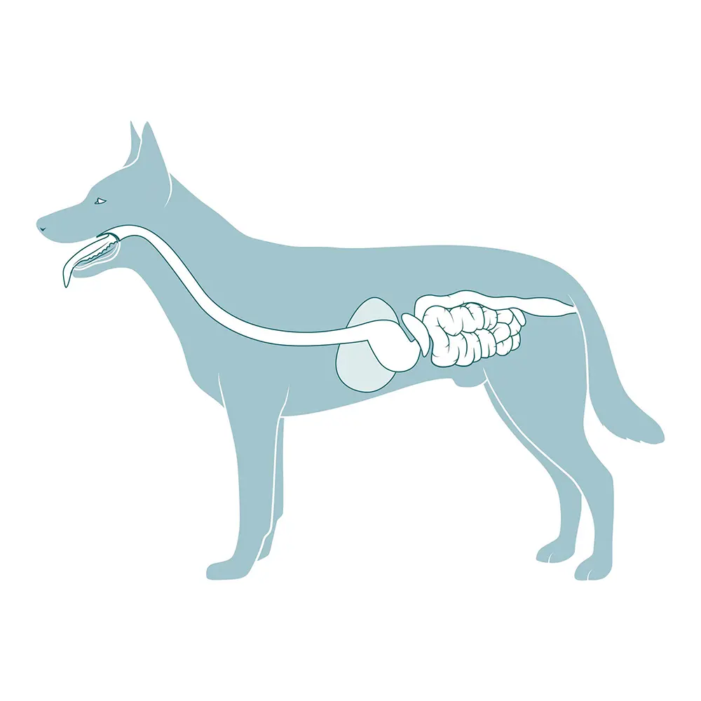 Small Animal Digestive System