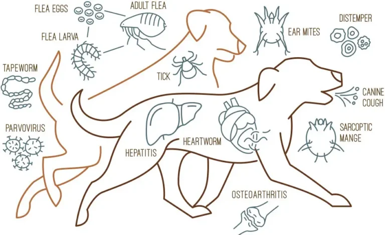 بیماری های شایع در سگ ها