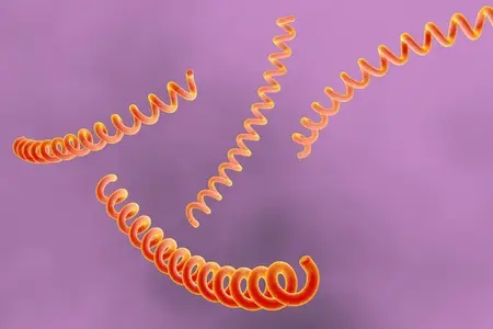 لپتوسپیرا عامل بروز لپتوسپیروز در سگ