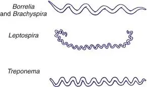Spirochetes